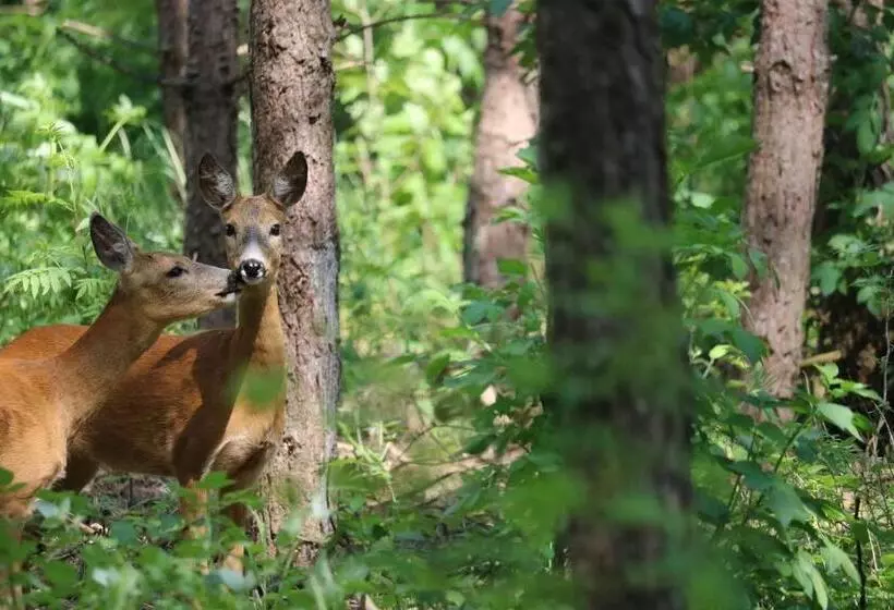酒店 Pension Waldeck