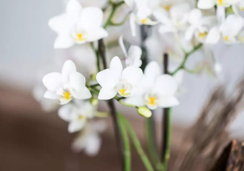 호텔 & Restaurant Rose