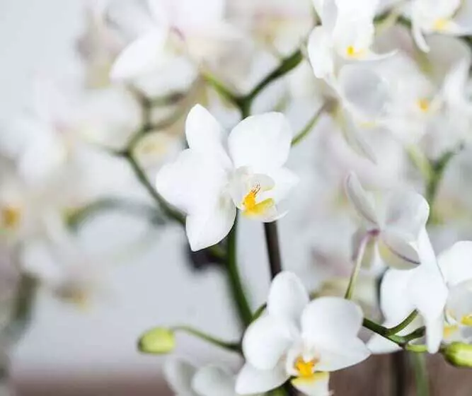 호텔 & Restaurant Rose