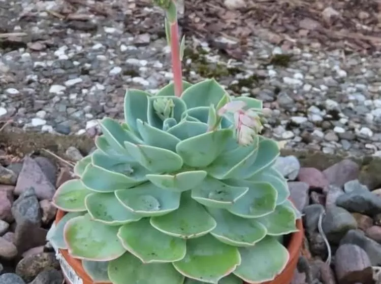 פנסיון Gastehaus Spieker