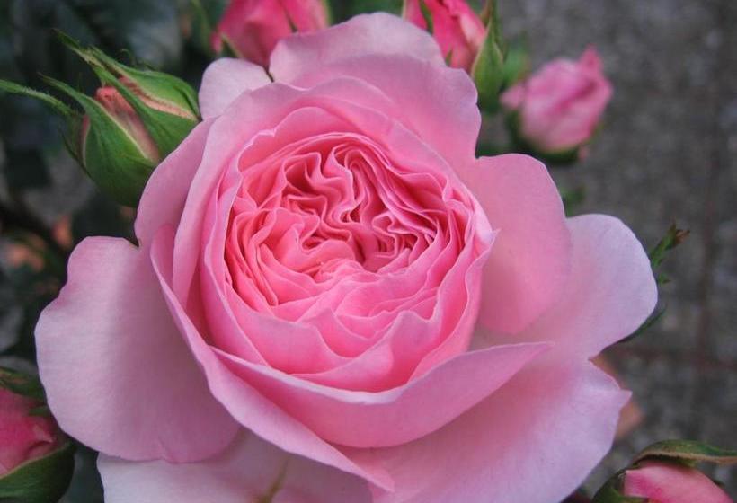 酒店 Pension Sabine