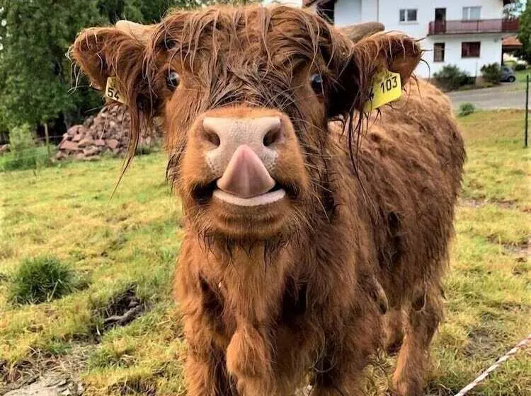 호텔 Restaurant Vinothek Lamm