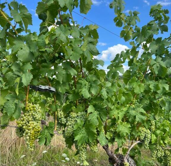 Отель Greifensteiner Hof