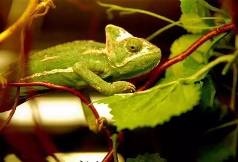 酒店 &spa Kameleon