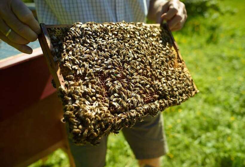 פנסיון Gasthof Steinerwirt