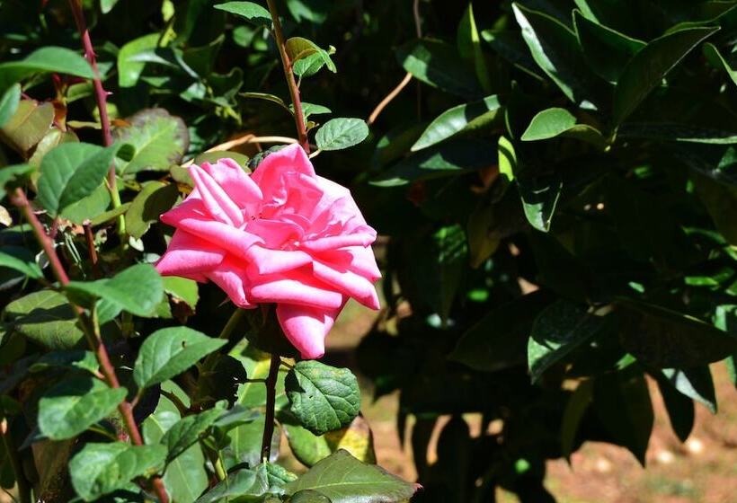 Bed and Breakfast B B S Elia Villa Surrounded By Greenery Inside The Historic Dubini Park