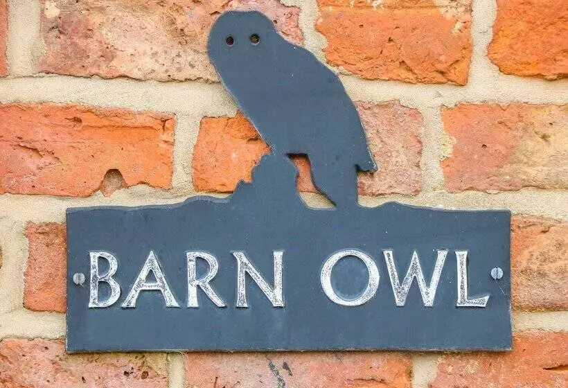 Barn Owl