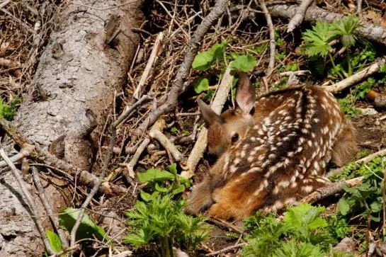 酒店 Rifugio Serot