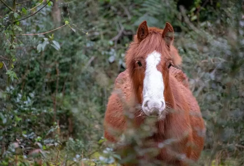 ホテル Andes Lodge