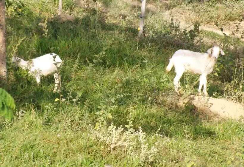Hotelli Pousada Mirante Dos Ipês