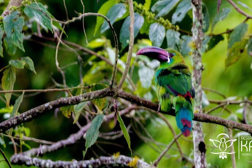 בית מלון כפרי Reserva Kairi