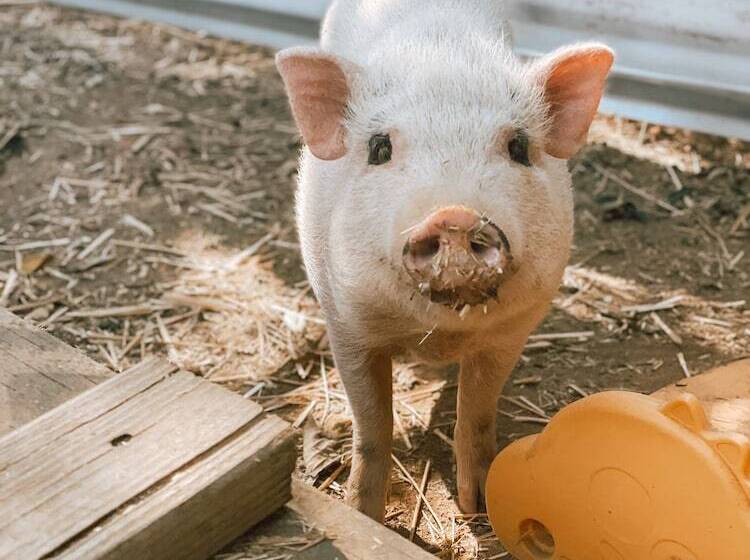 فندق ريفى Bandy Canyon Ranch