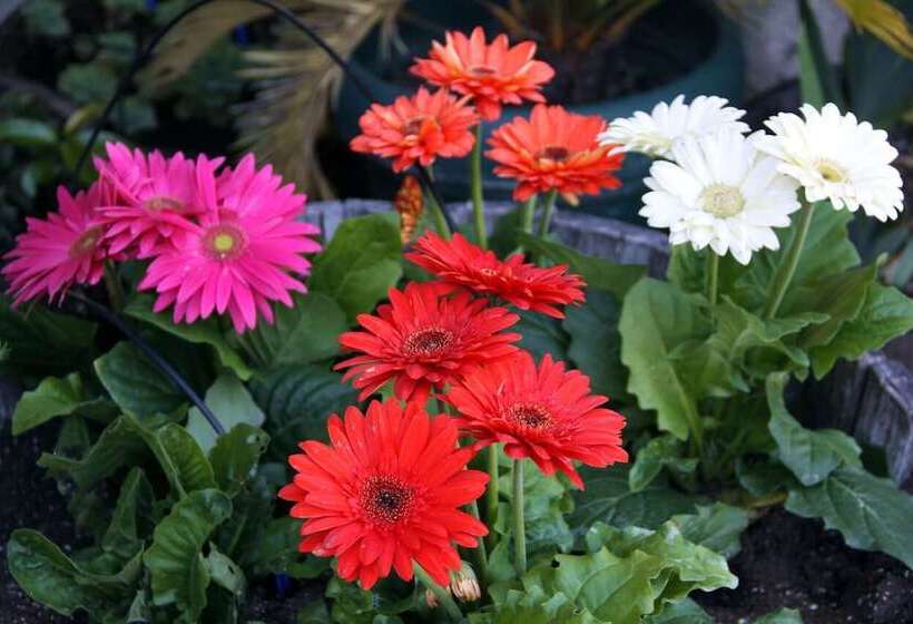 The Woods Hotel   Gay Lgbtq Cabins