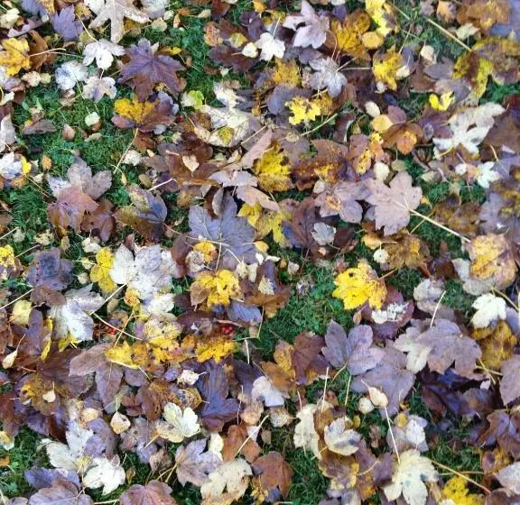 בית מלון כפרי Am Bach