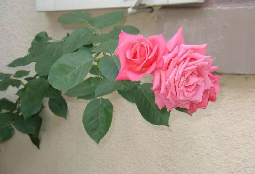 호텔 Garni Kaiserstuhl