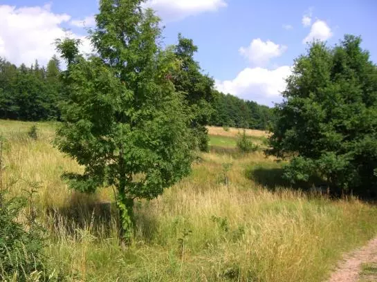 Отель Kastanienhof