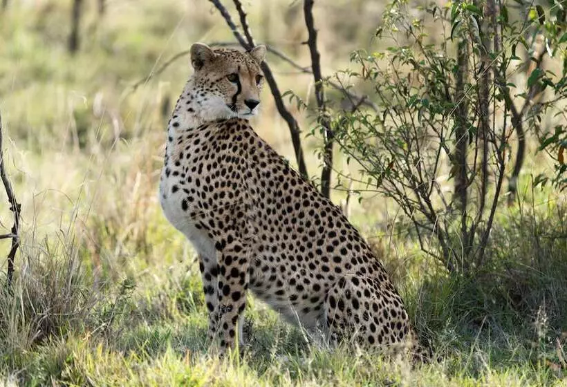 هتل Saruni Leopard Hill