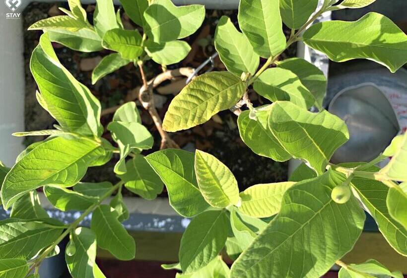 پانسیون Fstay   Cozy And Peaceful Homestay Da Nang