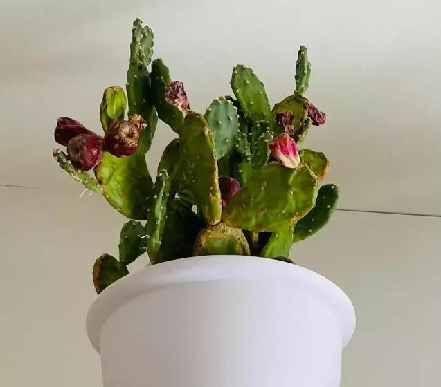 پانسیون Mary Home Sicily Deluxe