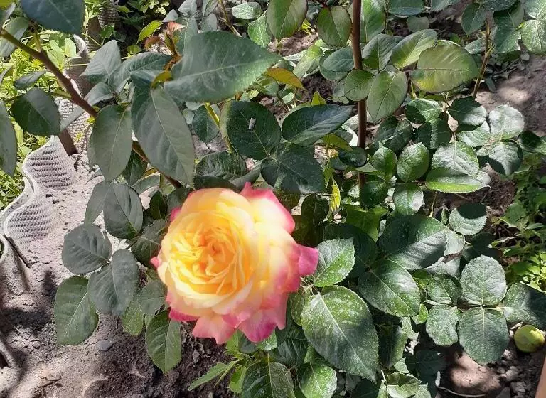 پانسیون Nomad Guest House