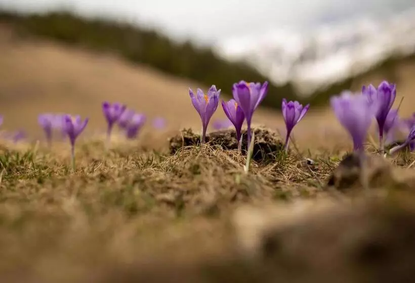 Majatalo Casa Haiducilor Satic