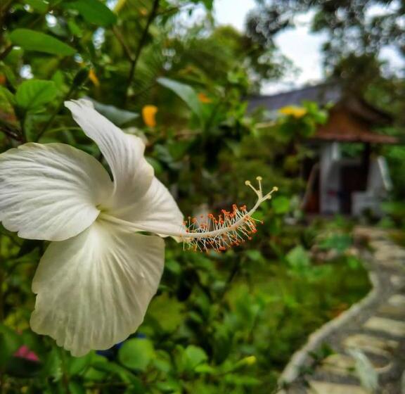 פנסיון Sumatra Orangutan Discovery Villa