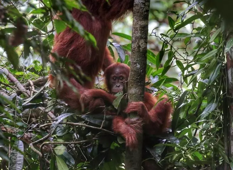 Majatalo Sumatra Orangutan Discovery Villa