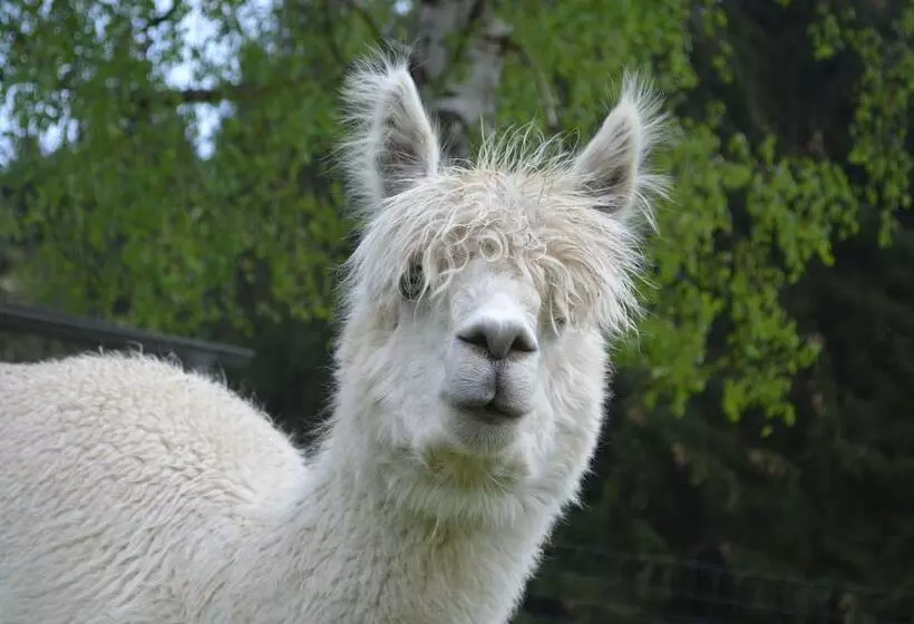 Exenbacher Hof Traumbauernhaus S´haisl