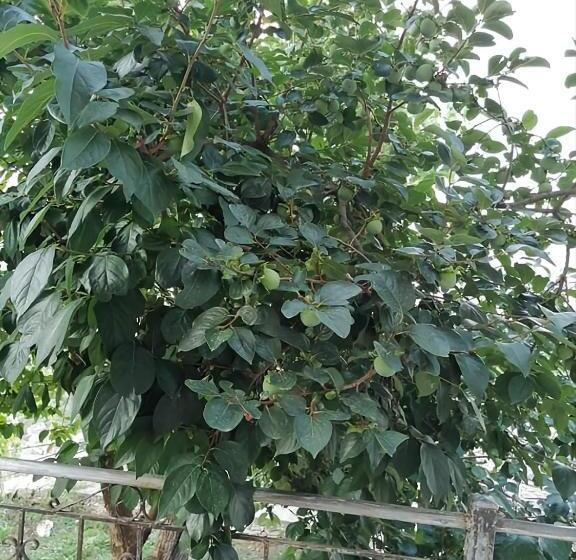 膳宿费 Panoramic Vlachos