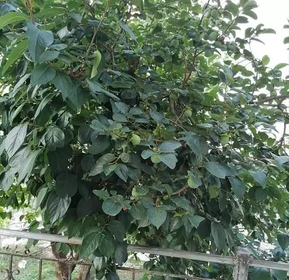 ペンション Panoramic Vlachos