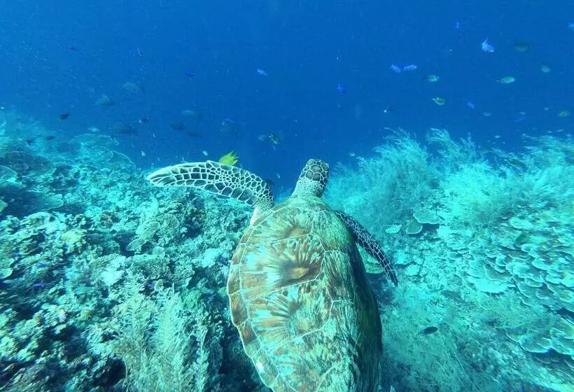 Majatalo Sunnyside Moalboal   써니사이드 모알보알 게스트 하우스