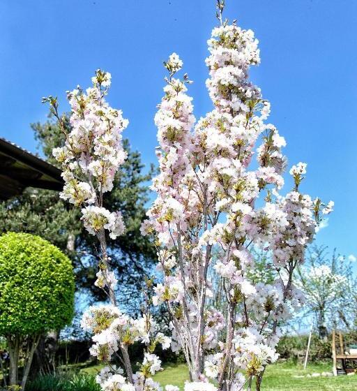 פנסיון Art And Sport Pinè