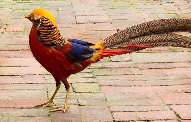 住宿加早餐 The Pheasantry