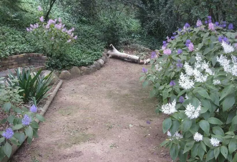 Pecan Tree Studio 1 With Forest View