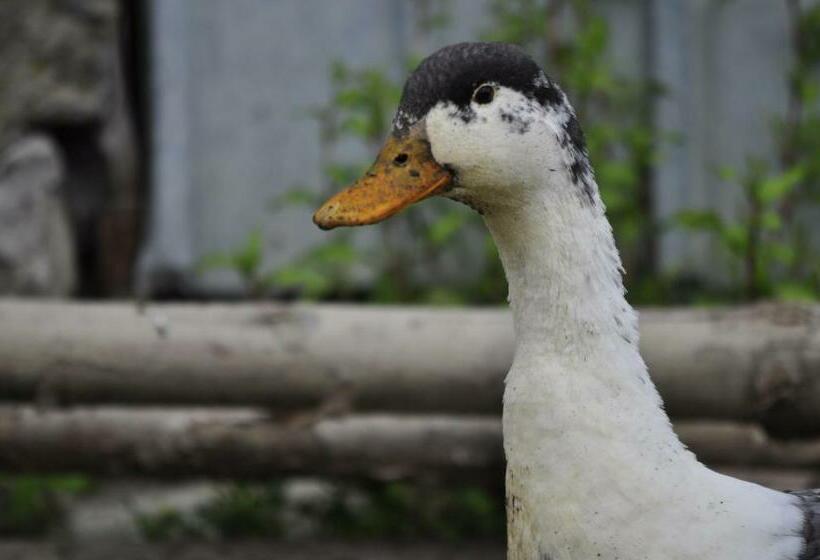 Pensiunea Elena Soveja