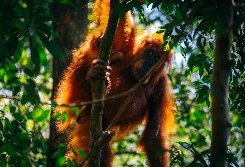 Orangutan Orchard Bungalow & Eco Jungle Trekking Activity