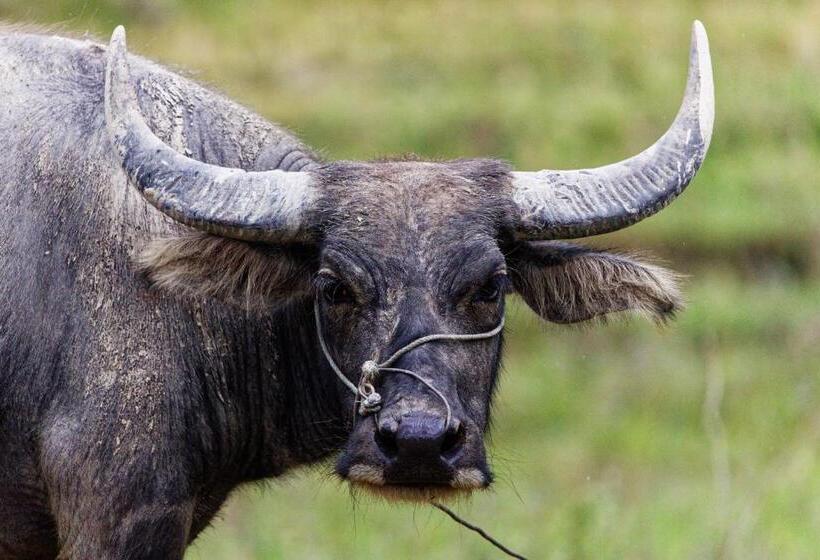 Orangutan Orchard Bungalow & Eco Jungle Trekking Activity