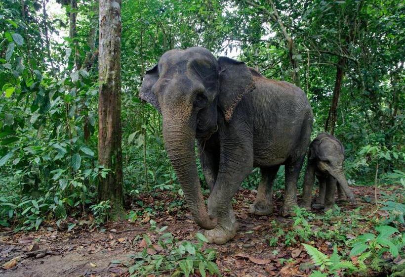 Orangutan Orchard Bungalow & Eco Jungle Trekking Activity