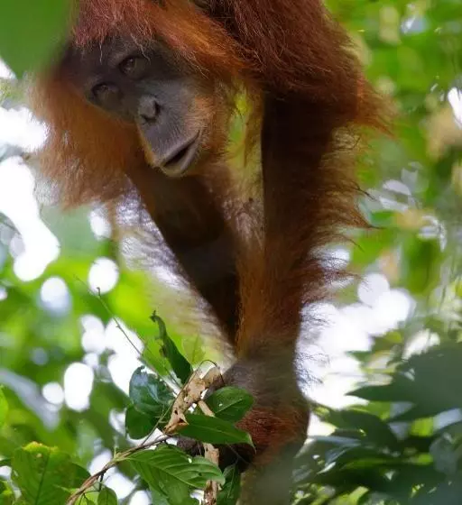 Orangutan Orchard Bungalow & Eco Jungle Trekking Activity