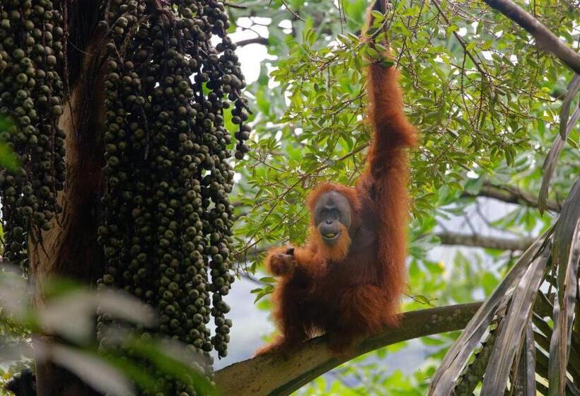 Orangutan Orchard Bungalow & Eco Jungle Trekking Activity