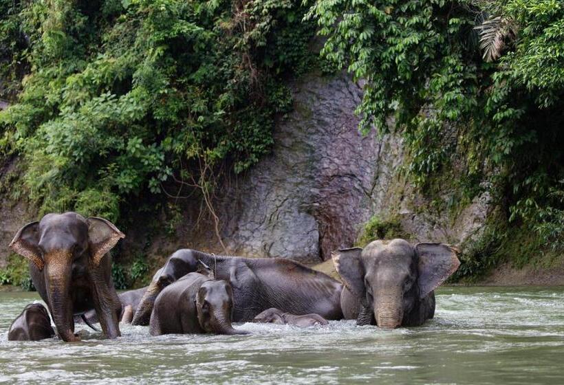 Orangutan Orchard Bungalow & Eco Jungle Trekking Activity