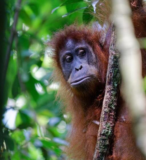 Orangutan Orchard Bungalow & Eco Jungle Trekking Activity
