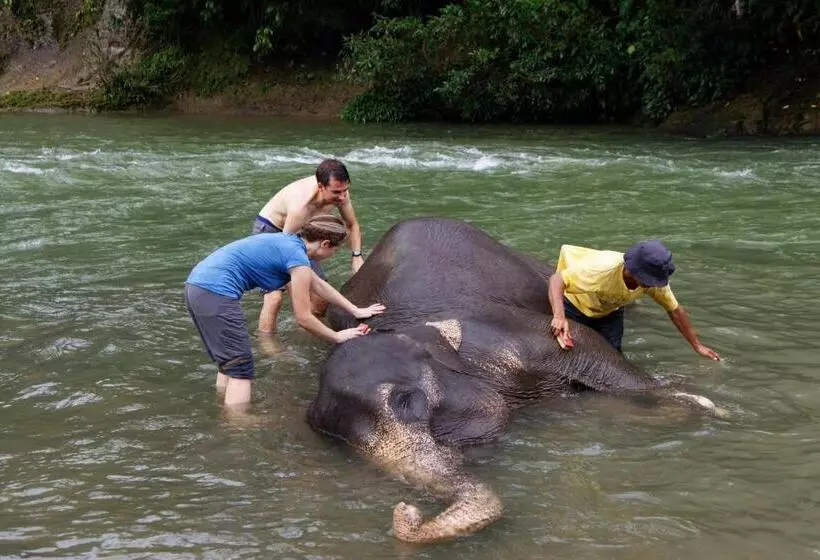 Orangutan Orchard Bungalow & Eco Jungle Trekking Activity