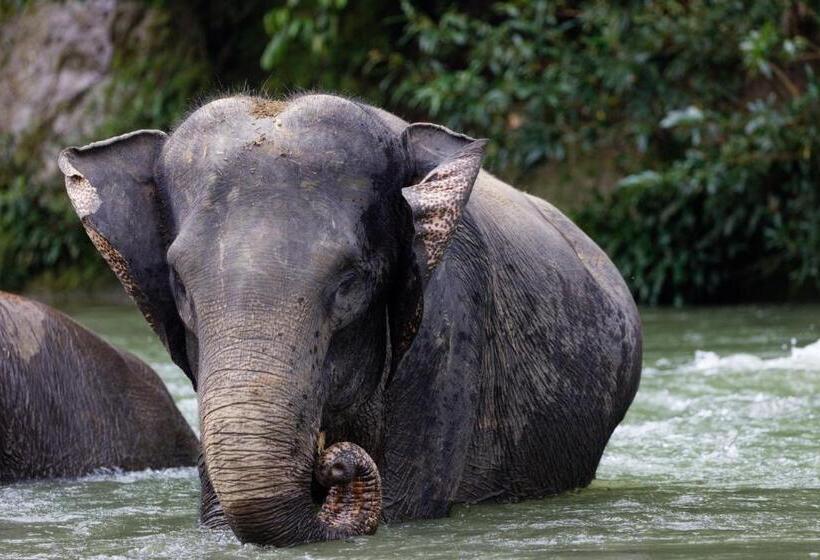 Orangutan Orchard Bungalow & Eco Jungle Trekking Activity