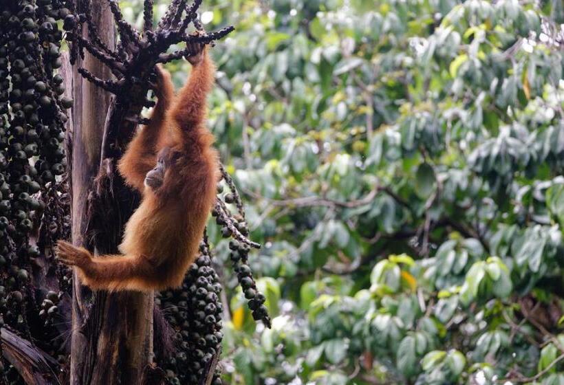 Orangutan Orchard Bungalow & Eco Jungle Trekking Activity