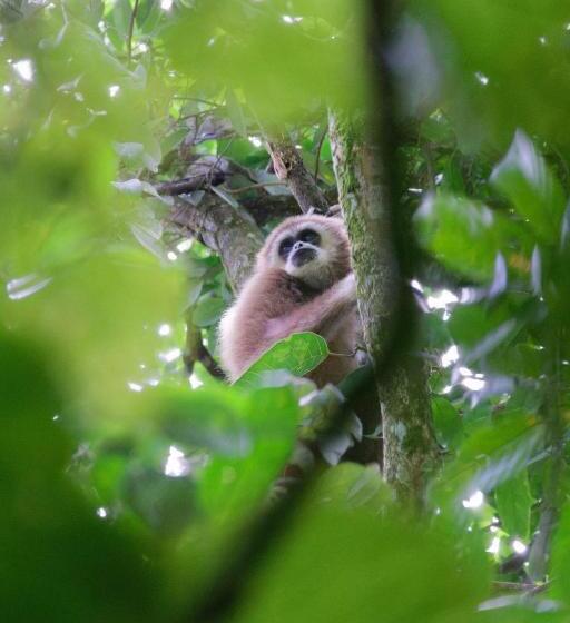 Orangutan Orchard Bungalow & Eco Jungle Trekking Activity