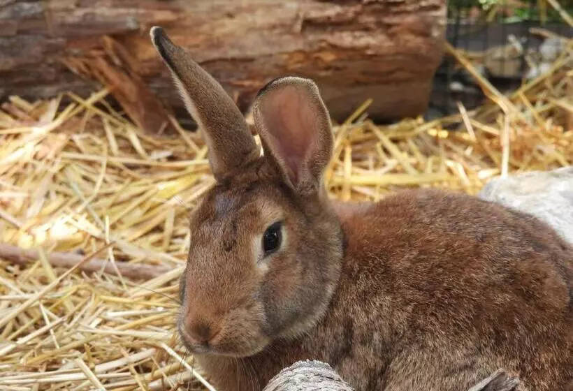 Aamiaismajoitus (B&B) La Suite Mélusine   Spa Du Souffle Du Saule