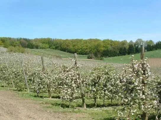 Apfelhof Flieder