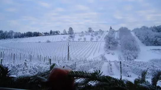 Apfelhof Flieder