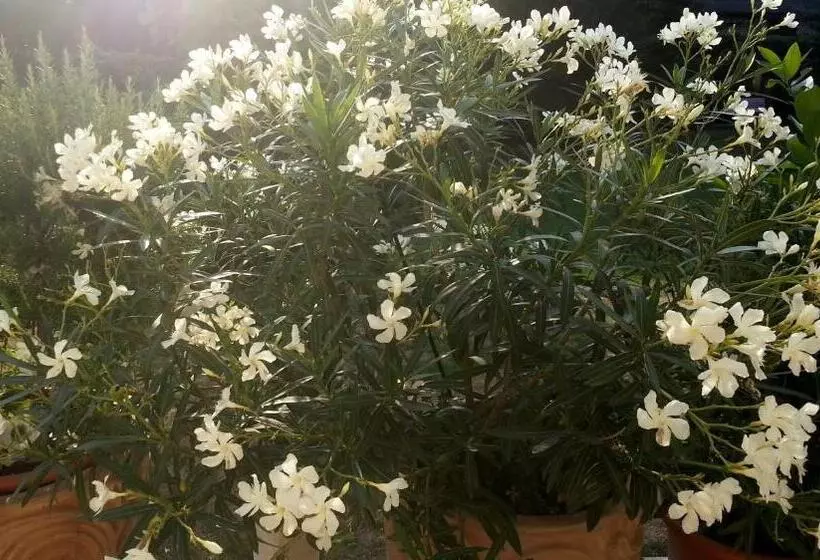 Отель Das Mittelpunkt